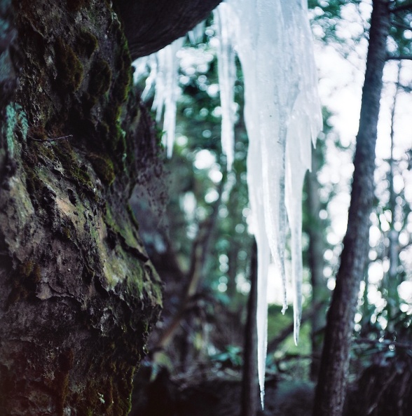 Ice on the Sheltowee Trace 4.jpg